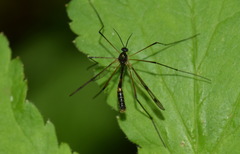 Ptychoptera contaminata