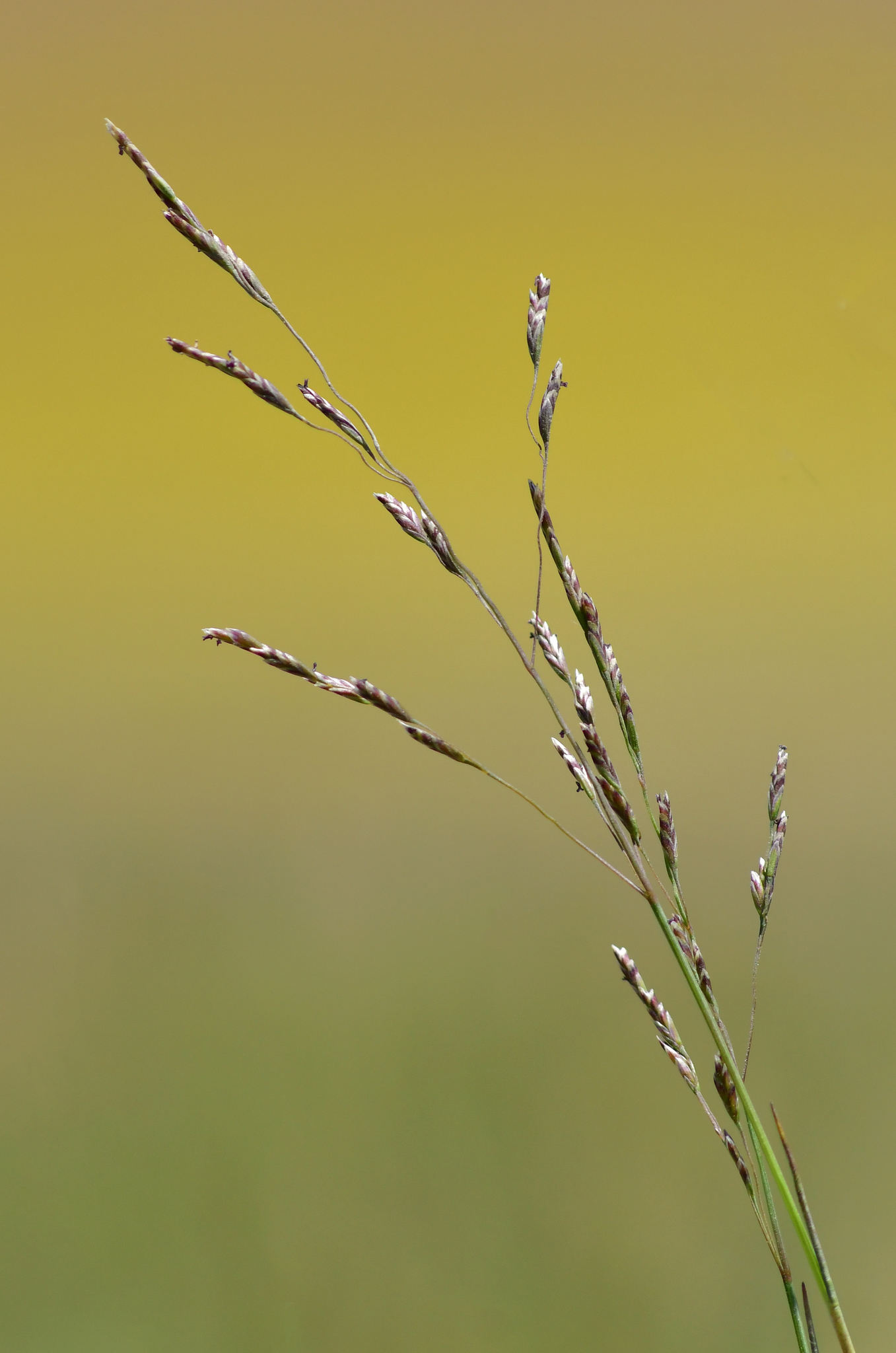 Puccinellia nuttalliana