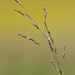 Nuttall's Alkali Grass - Photo (c) Christian Schwarz, some rights reserved (CC BY-NC), uploaded by Christian Schwarz