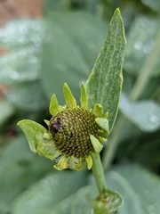 Rudbeckia maxima