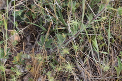 Potentilla hirta