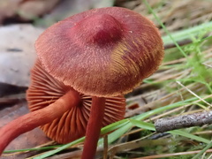 Cortinarius kula