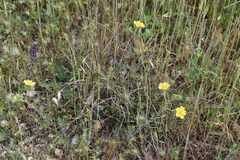 Potentilla hirta