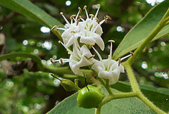 Ehretia amoena