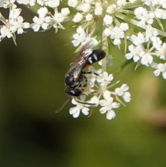 Lasioglossum interruptum