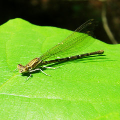 Argia sedula