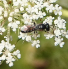 Lasioglossum interruptum