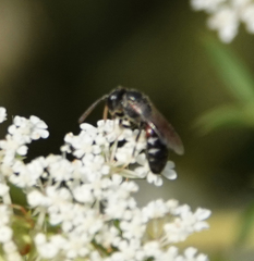 Lasioglossum interruptum