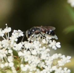 Lasioglossum interruptum