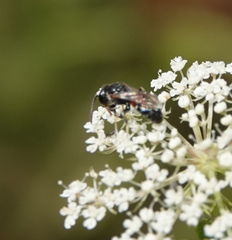 Lasioglossum interruptum