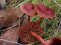 Cortinarius kula
