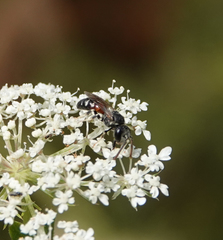 Lasioglossum interruptum