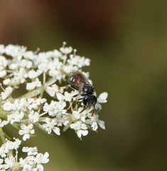Lasioglossum interruptum