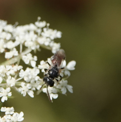 Lasioglossum interruptum