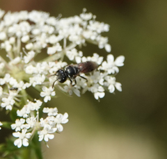 Lasioglossum interruptum