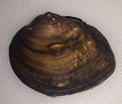Plain Pocketbook (Canaiad's Freshwater Mussels of Canada) · iNaturalist