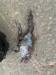 Dermatonotus muelleri