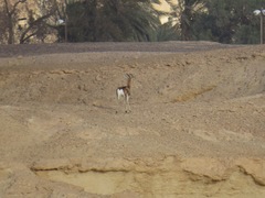 Gazella dorcas