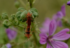 Cantharis livida