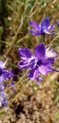 Delphinium pentagynum