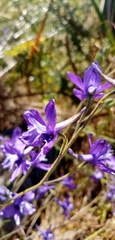 Delphinium pentagynum