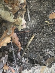 Prenolepis imparis