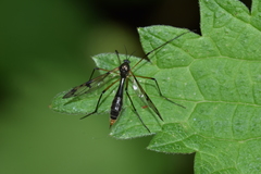Ptychoptera contaminata