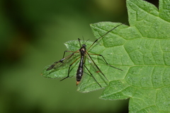 Ptychoptera contaminata