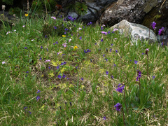 Pinguicula balcanica