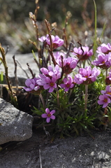 Androsace halleri