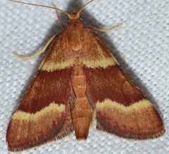 Stemmatophora combustalis