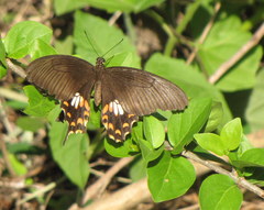 Papilio polytes stichius