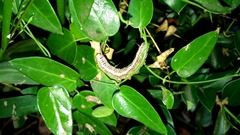 Cynanchum ellipticum