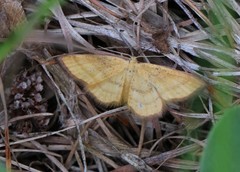 Idaea flaveolaria