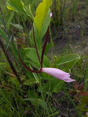 Cleistesiopsis divaricata