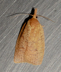Sparganothis distincta