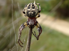 Larinioides suspicax