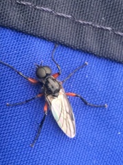 Bibio femoratus