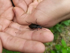 Carabus granulatus interstitialis