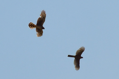 Accipiter cooperii