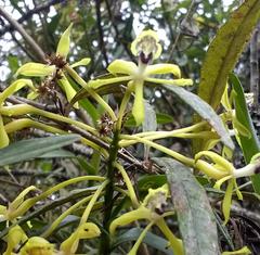 Epidendrum scytocladium