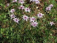 Scorzonera purpurea