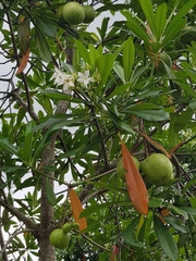 Rauvolfioideae