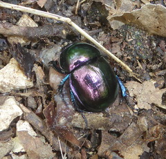 Trypocopris pyrenaeus splendens