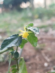 Corchorus siliquosus