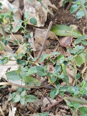 Corchorus siliquosus