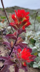 Castilleja latifolia