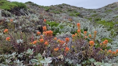 Castilleja latifolia