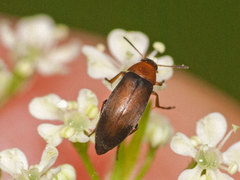 Anaspis flava