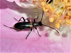 Grammoptera militaris